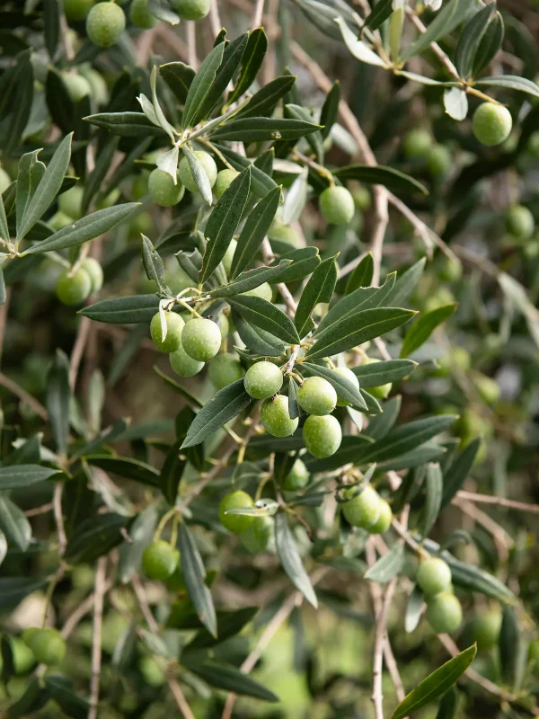 IBA_8923